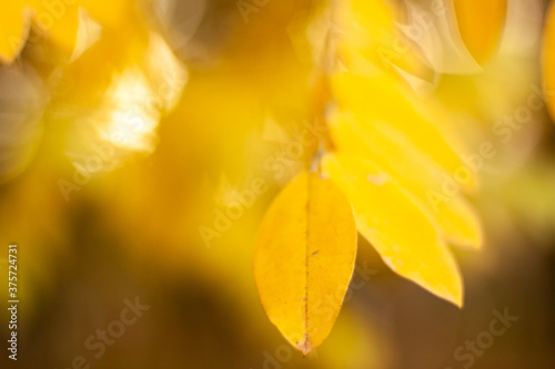 Autumn falling natural yellow orange leaves bokeh on trees. Blurred background and banner concept with copy space
