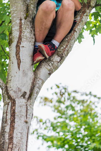 Boy Up A Tree