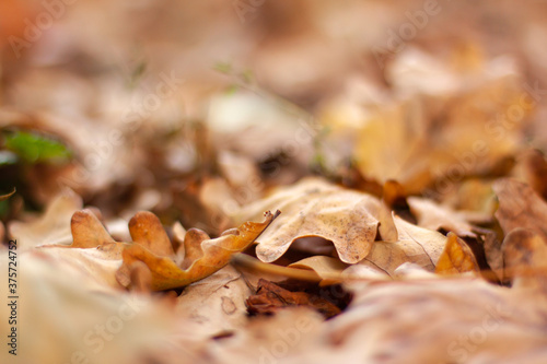 Oak brown leaves bokeh. Autumn blurred background and banner concept with copy space