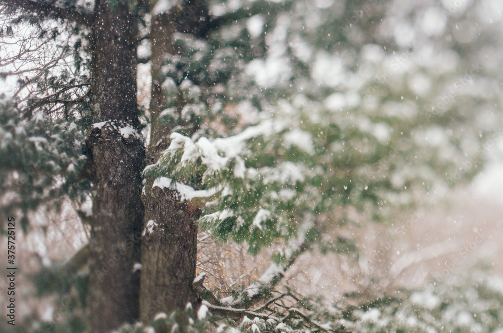 snow falling on white pine tree snow falling on white pine tree