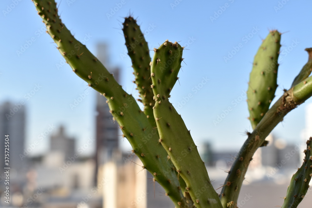 
frontal views of a cactus in the city