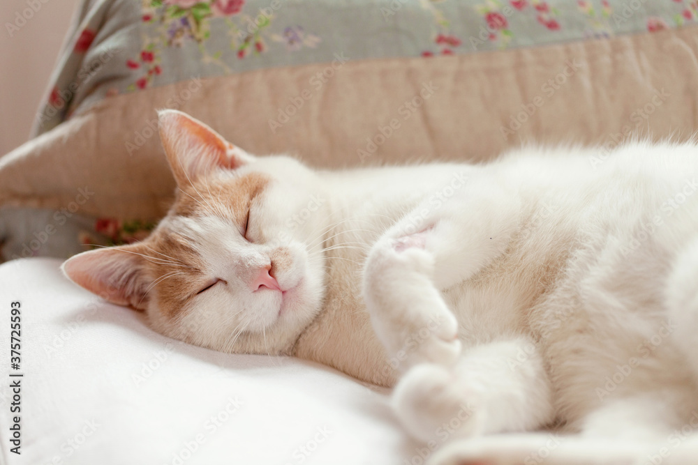White and ginger cat sleeping hard on sofa White and ginger cat sleeping hard on sofa