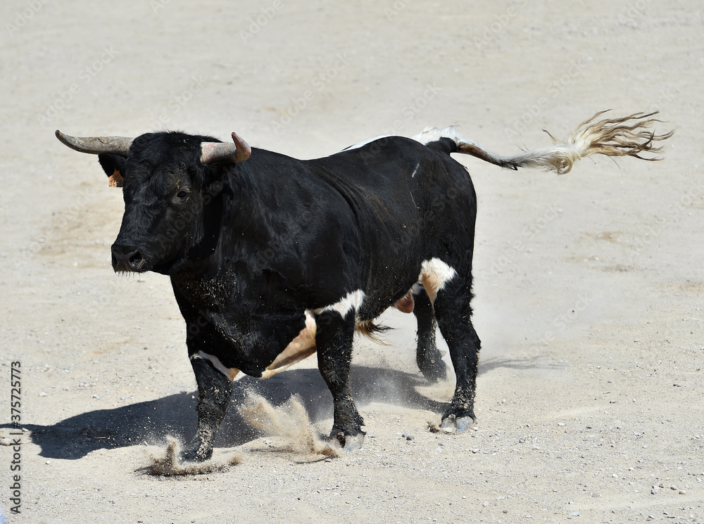 spanish black bull with big horns on the spectacle of bullfight spanish black bull with big horns on the spectacle of bullfight