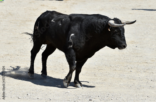 a black bull in the spanish spectacle of bullfight