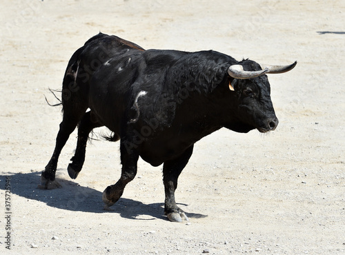 a black bull in the spanish spectacle of bullfight