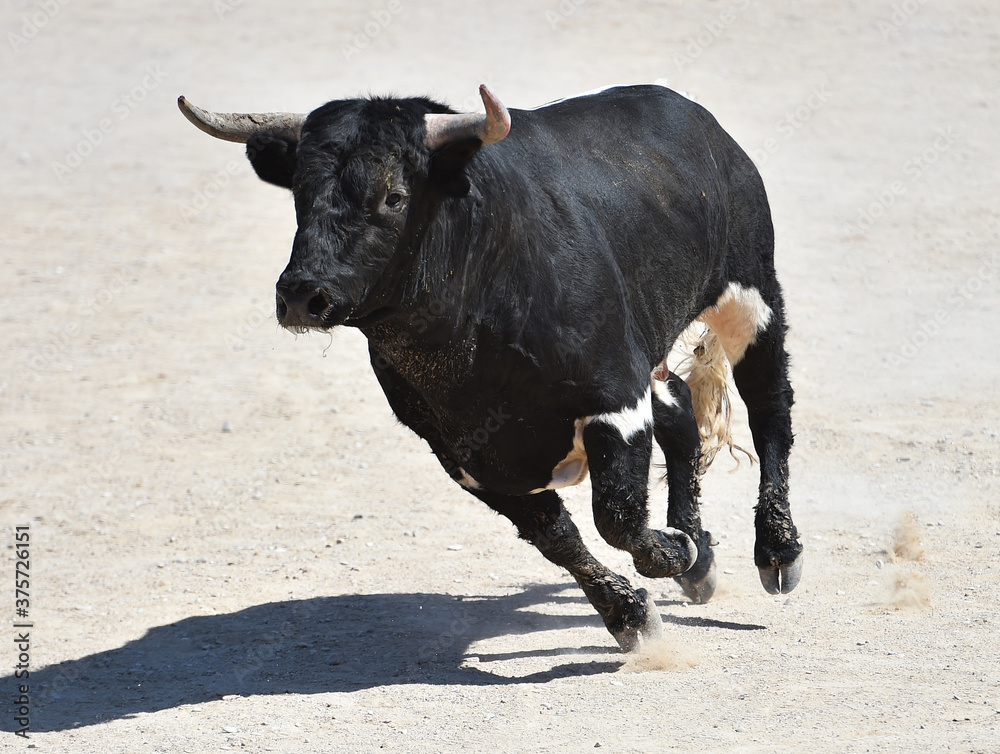 spanish black bull with big horns on the spectacle of bullfight