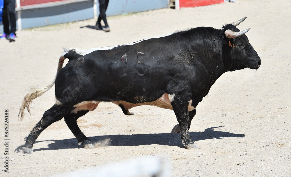 spanish black bull with big horns on the spectacle of bullfight spanish black bull with big horns on the spectacle of bullfight