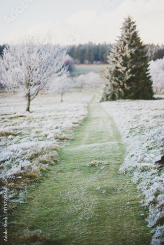 Wallpaper Mural a grass path in a winter landscape Torontodigital.ca