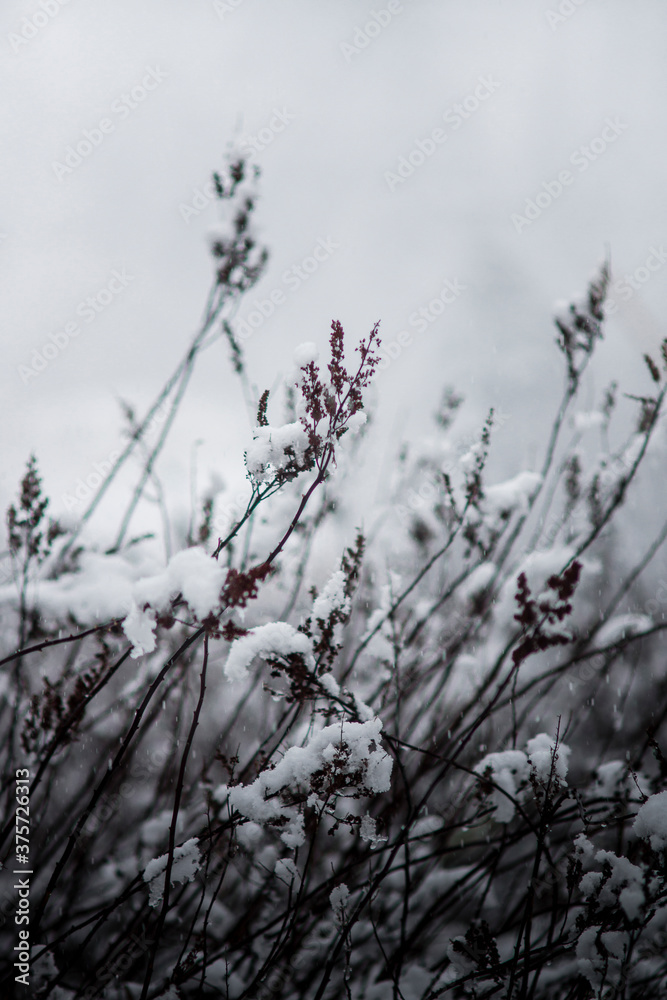 Winter Marsh