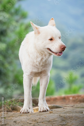 A white Chinese garden dog © zhonghui