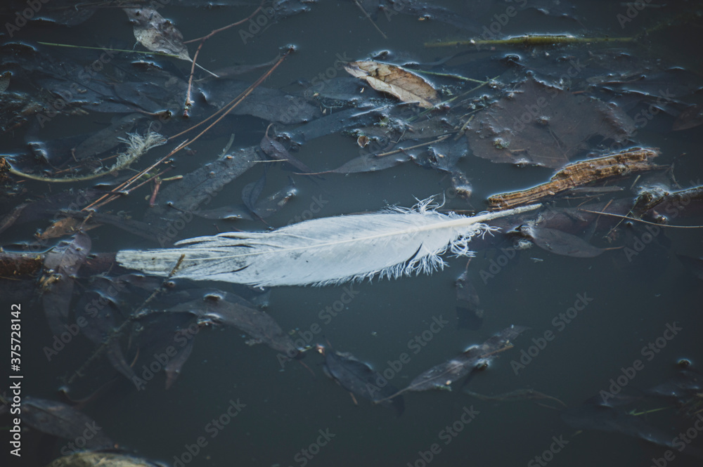 White feather among the leaves in the water