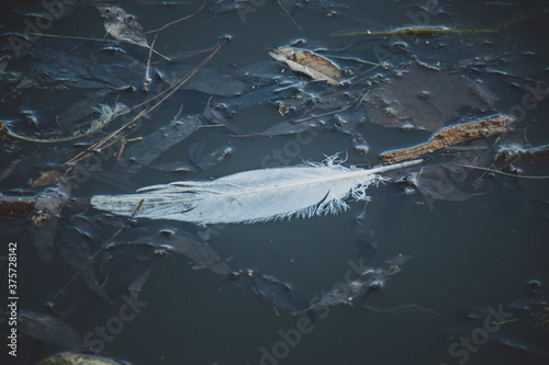 Obraz na płótnie White feather among the leaves in the water w salonie