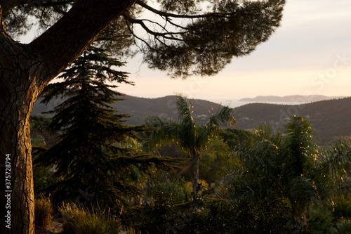 Tree on top of a hill watching a bay photo