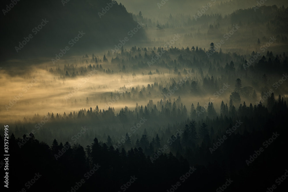 Naklejka premium Sunrise over the mountain forest. Bieszczady National Park. Carpathian Mountains. Poland.
