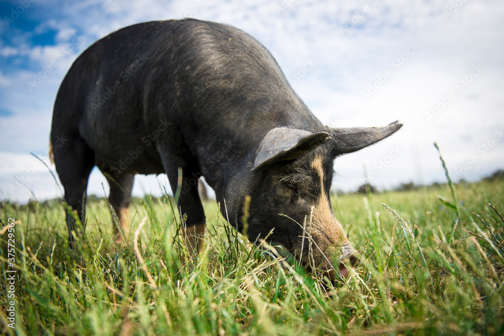 Free Range Berkshire Pig grazing Free Range Berkshire Pig grazing