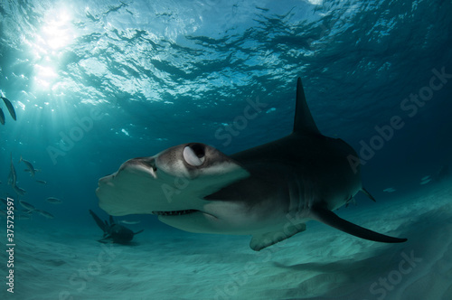 Great Hammerhead Shark with Emphasis on the Eye photo