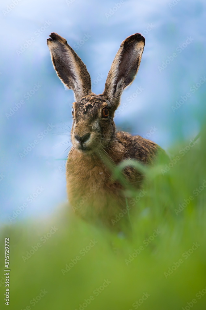 Rabbit Rabbit
