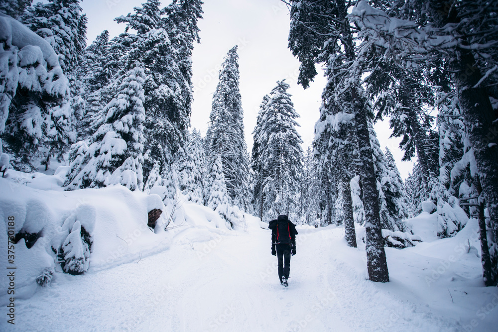 Man from behind, walking in forest Man from behind, walking in forest