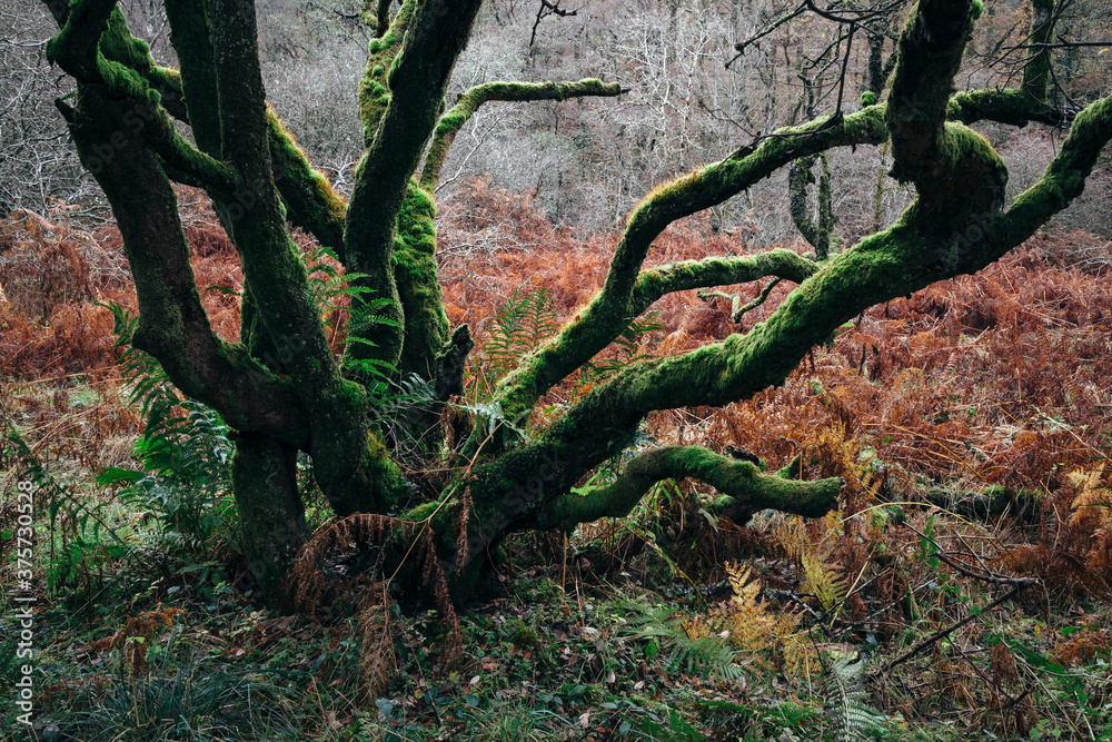 Old twisted tree branches covered in moss. Old twisted tree branches covered in moss.