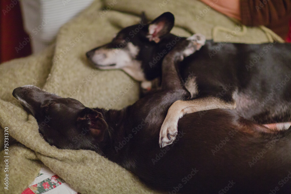 Two embraced sleeping dogs on woolen blanket on sofa Two embraced sleeping dogs on woolen blanket on sofa