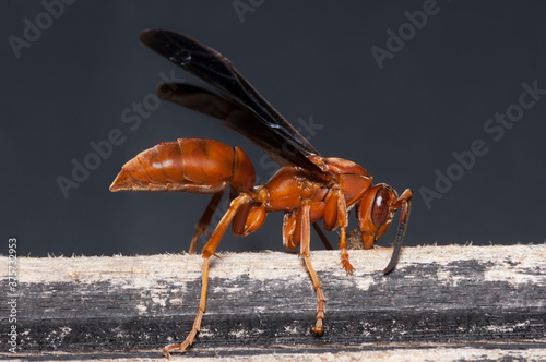 A red wasp collecting wood fibers to use in building a nest
