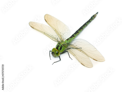 Large green dragonfly on a white background isolated.