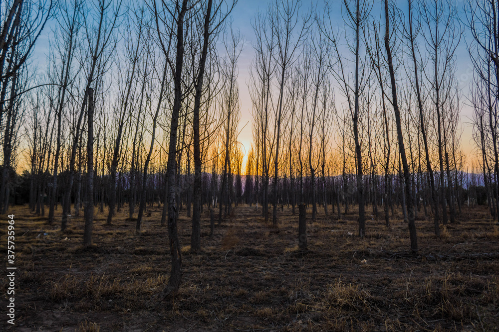 Wonderful dry trees in the middle of the field. Wonderful dry trees in the middle of the field.
