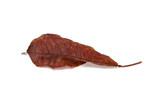 Dried autumn leaves, over white background.