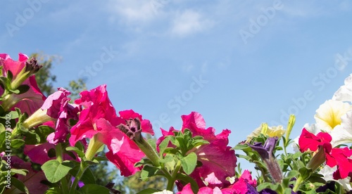 Petunia flowers against the blue sky.