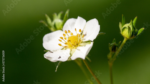 White wild strawberry flowers  close up  spring nature.