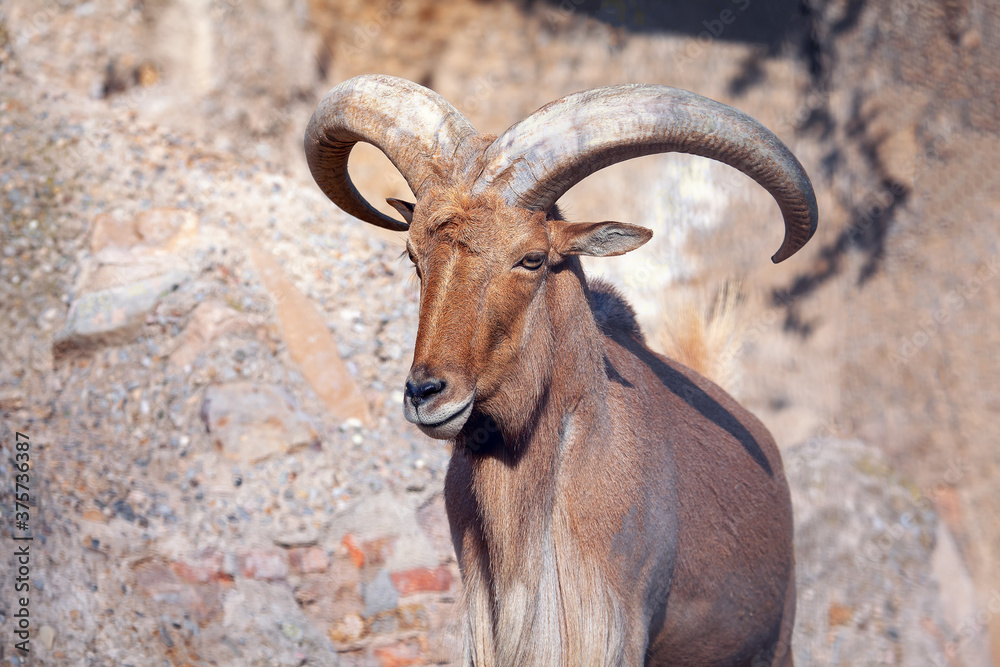 Portrait of young Mouflon with big horns Portrait of young Mouflon with big horns