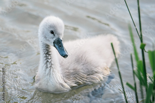 Baby swan photo