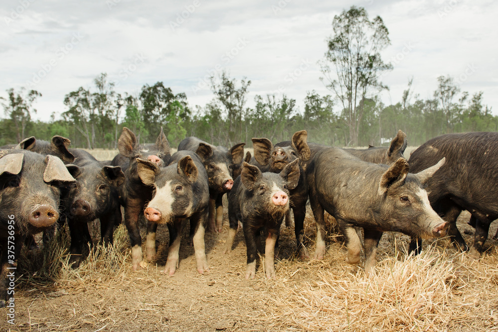 Eight-month old Berkshire Pigs on a Free-Range Farm Eight-month old Berkshire Pigs on a Free-Range Farm
