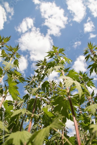 Green hemp against the sky with clouds, view to the sky.