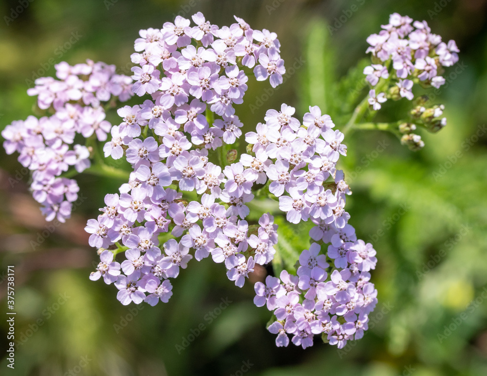 Yarrow, white small flowers, summer nature. Yarrow, white small flowers, summer nature.