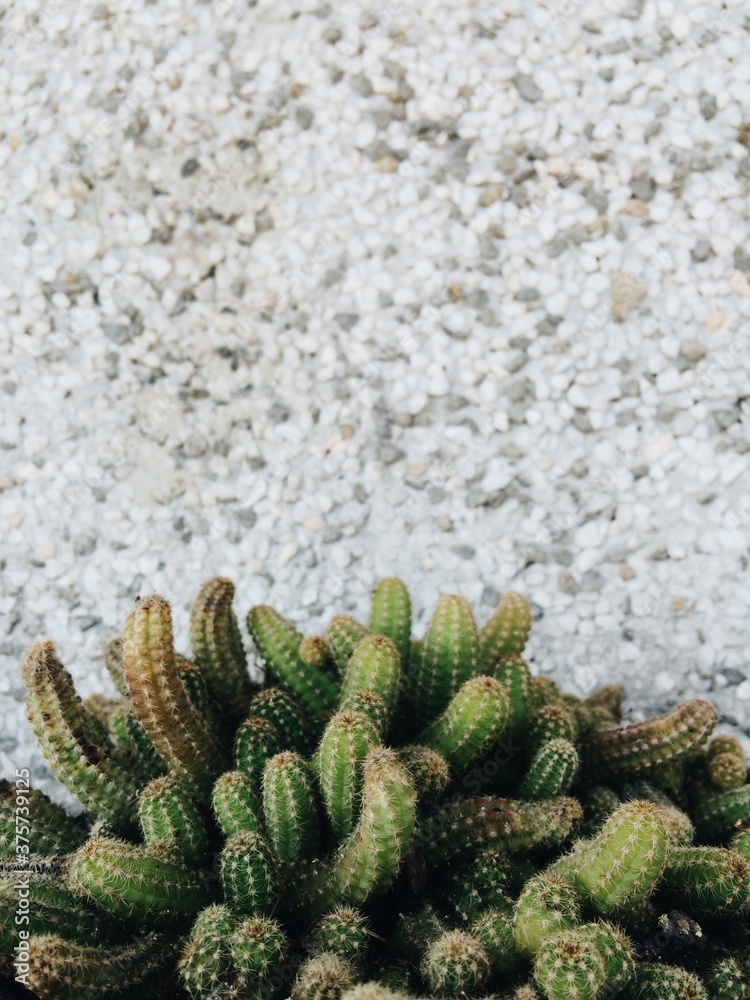 Cactus against the wall Cactus against the wall