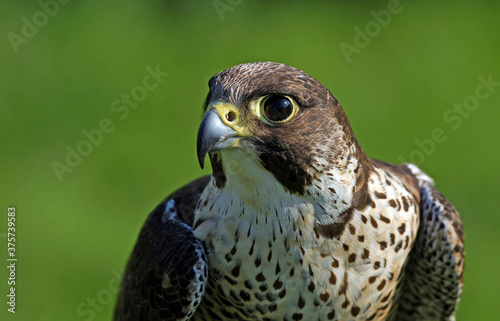 Peregrine Falcon photo