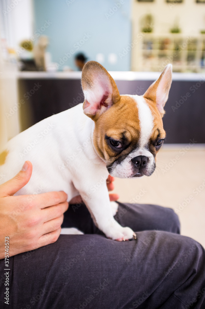 A french bulldog sitting in a waiting room on a man's lap. A french bulldog sitting in a waiting room on a man's lap.