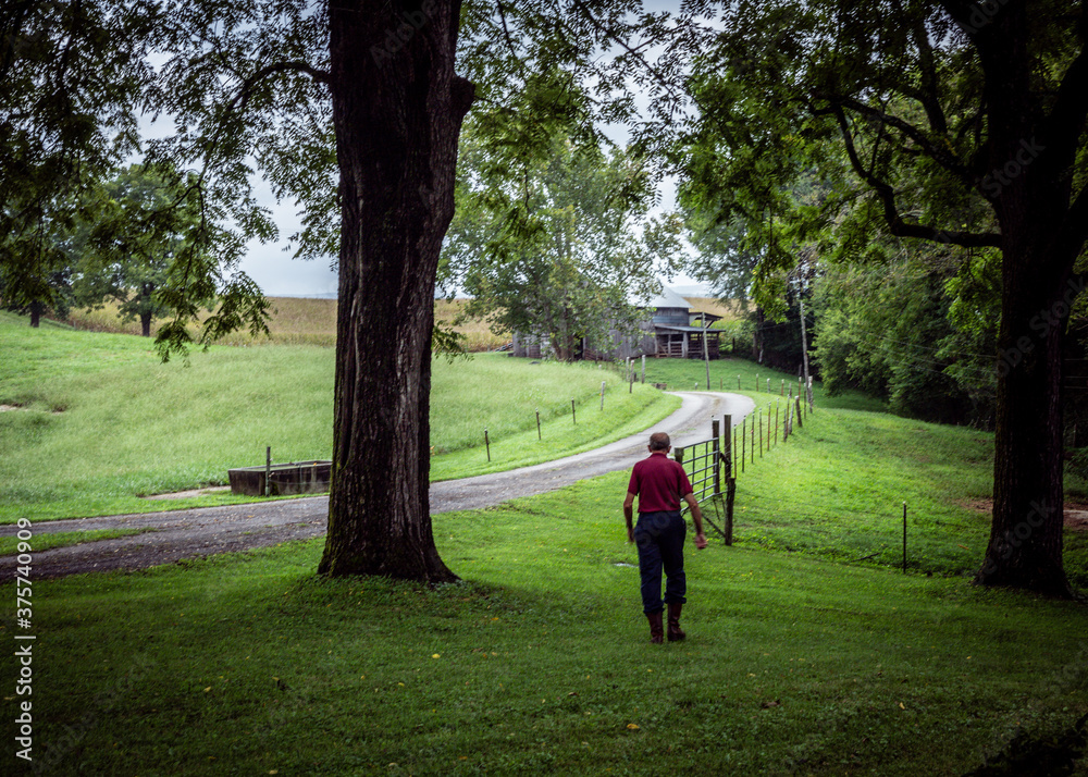 Fototapeta premium walking in the pasture