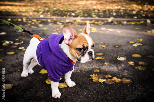 A french bulldog wearing a purple hoodie with yellow leaves in background.