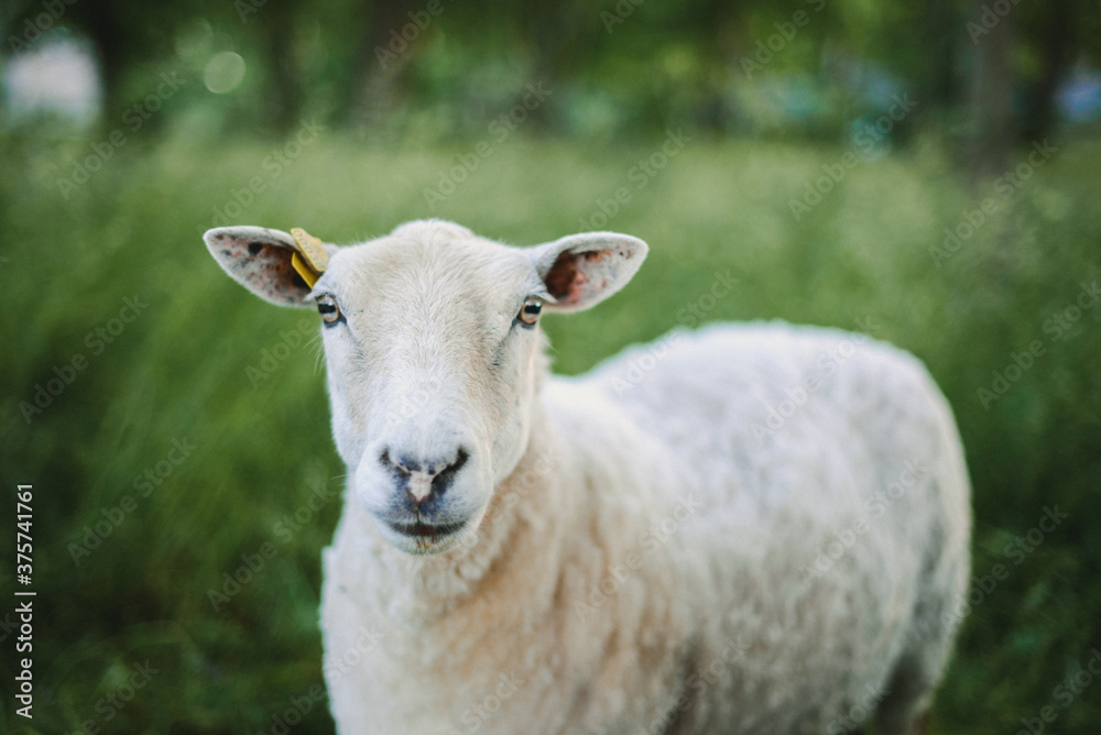 White sheep walking on countryside of Sweden White sheep walking on countryside of Sweden