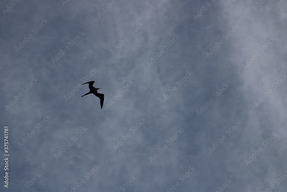 Obraz premium airplane in the sky