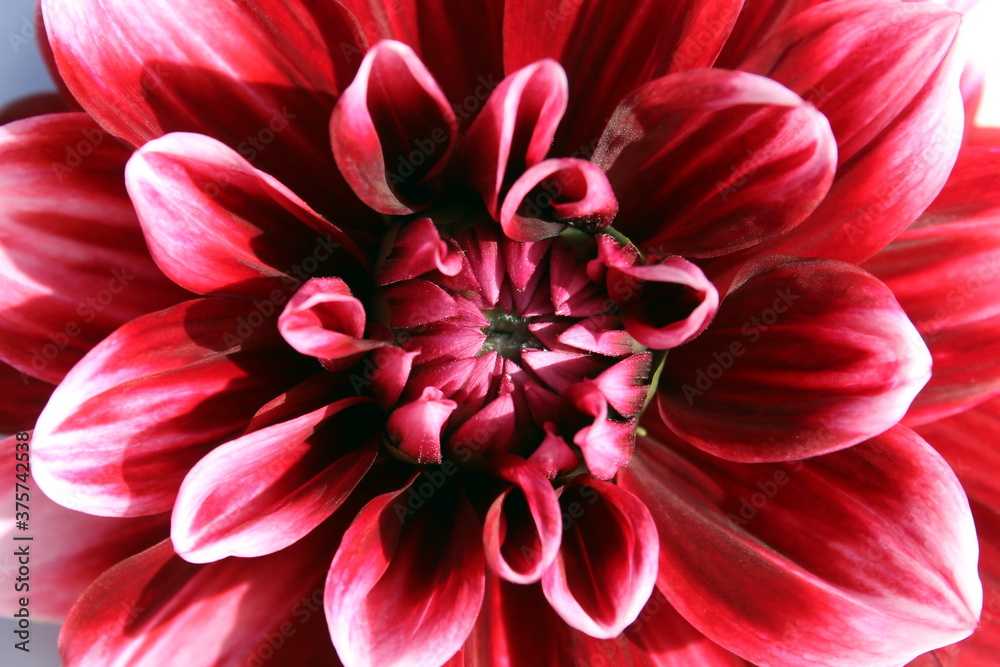 Burgundy dahlia bud with white strokes Burgundy dahlia bud with white strokes