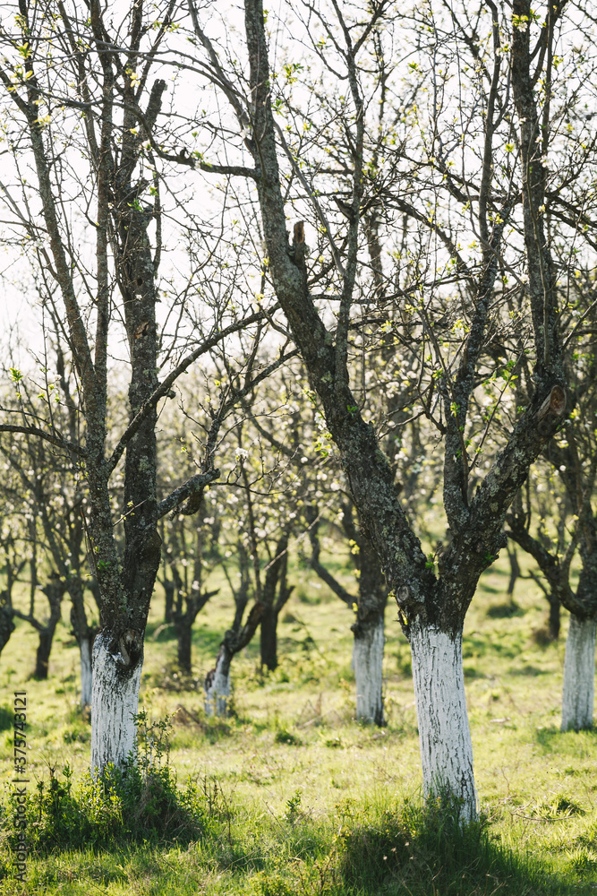Spring Orchard Blooming Trees