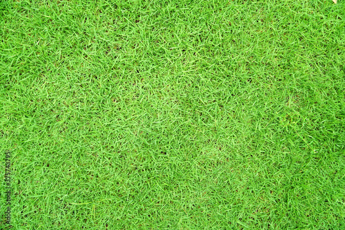 Green grass texture background Top view of bright grass garden Idea concept used for making green backdrop, lawn for training football pitch, Grass Golf Courses green lawn pattern textured background.