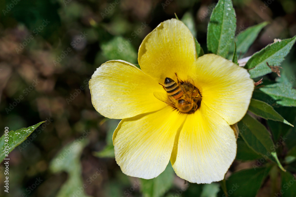Bee on sulphur alder flower (Turnera subulata) Bee on sulphur alder flower (Turnera subulata)