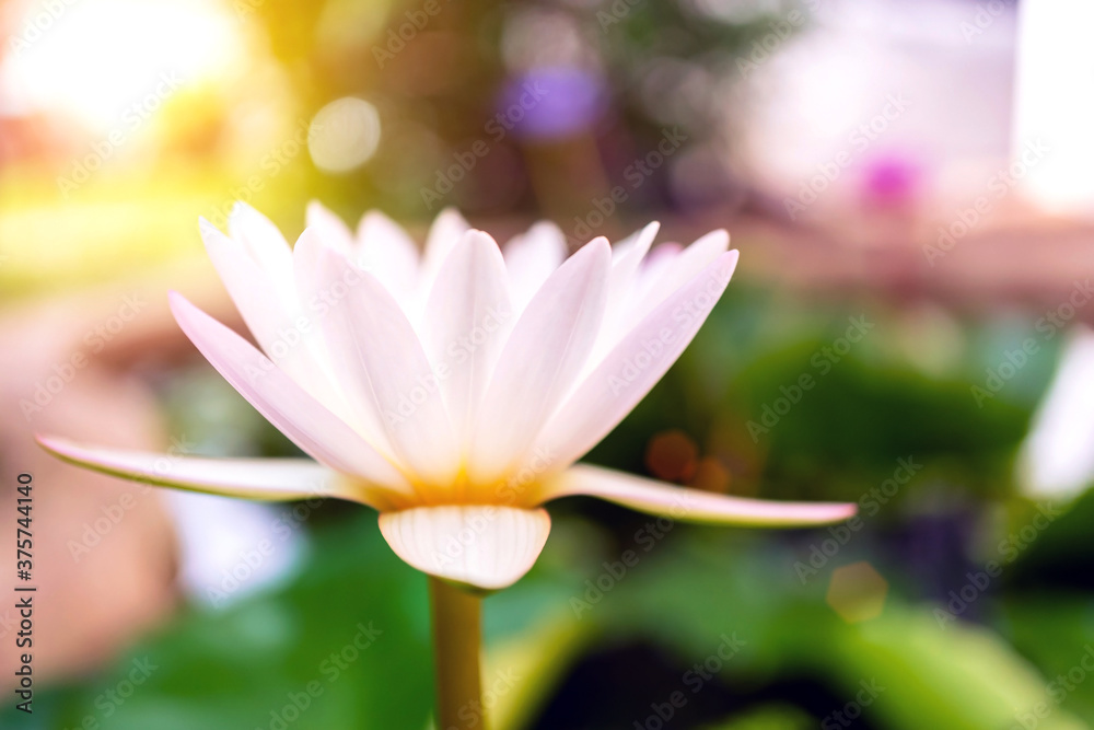 Close up of a pure white lotus flower with bokeh, soft-focus where the white lotus flower is blooming in the pond blurred the background, Morning sunlight shines on the beautiful white lotus blossom. Close up of a pure white lotus flower with bokeh, soft-focus where the white lotus flower is blooming in the pond blurred the background, Morning sunlight shines on the beautiful white lotus blossom.