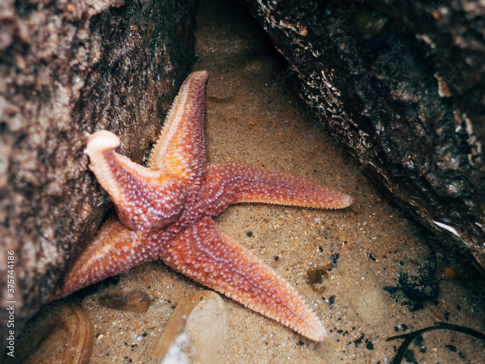 Common Starfish (Asterias rubens) in a rockpool. Common Starfish (Asterias rubens) in a rockpool.