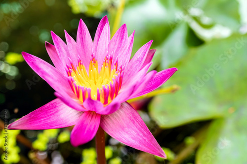 Lotus flower in the garden pond with blurred background, close up of Bright Lotus flower, Pink lotus flower in the garden background, Pink lotus flower with green leaves in the garden.