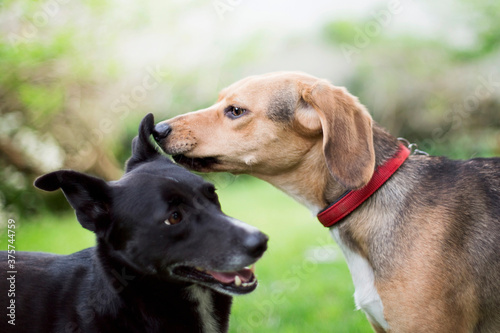 Two dogs photo